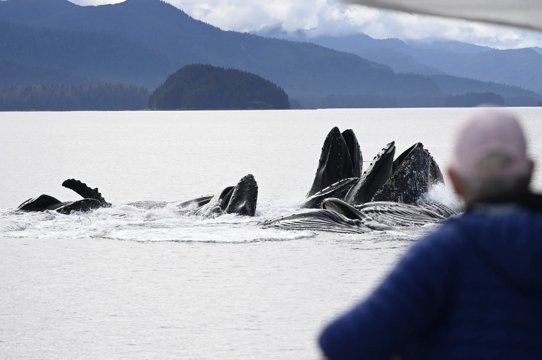 Whales feeding near a guest on an Alaska voyage