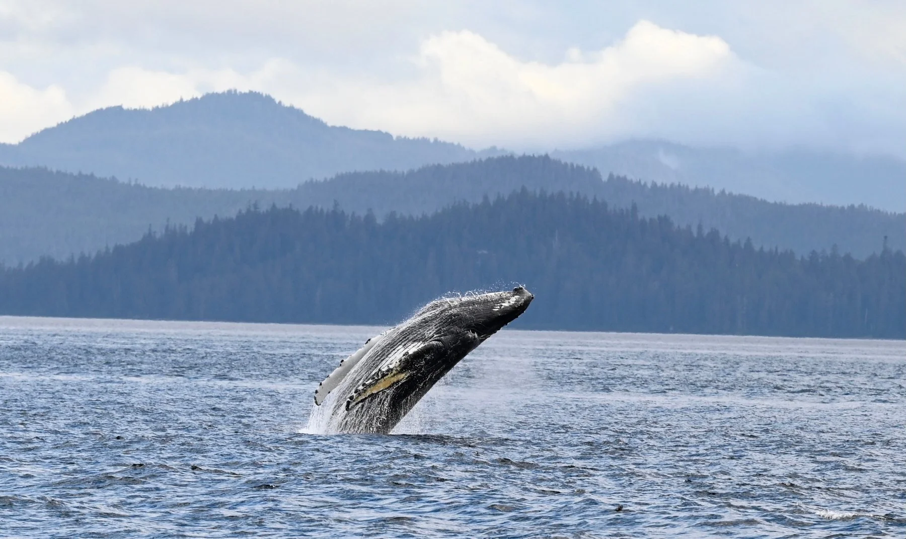 Humpback whale rising from Alaska waters