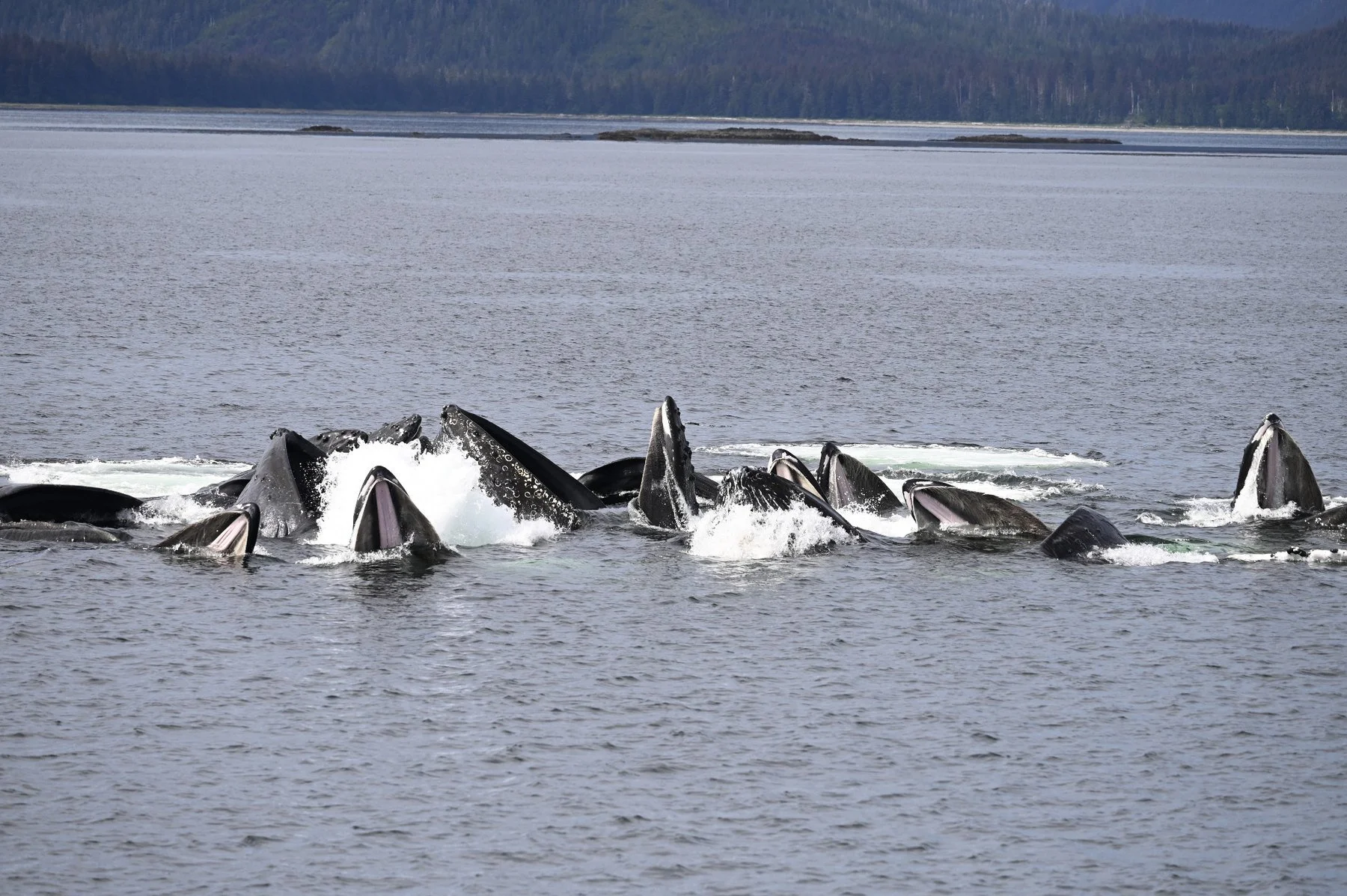 Humpback whales bubble-net feeding in Southeast Alaska