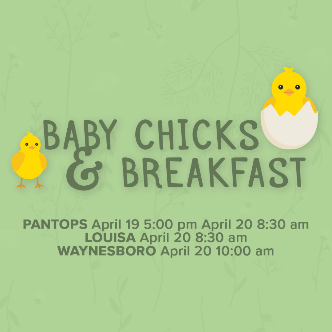 Baby Chicks and Breakfast