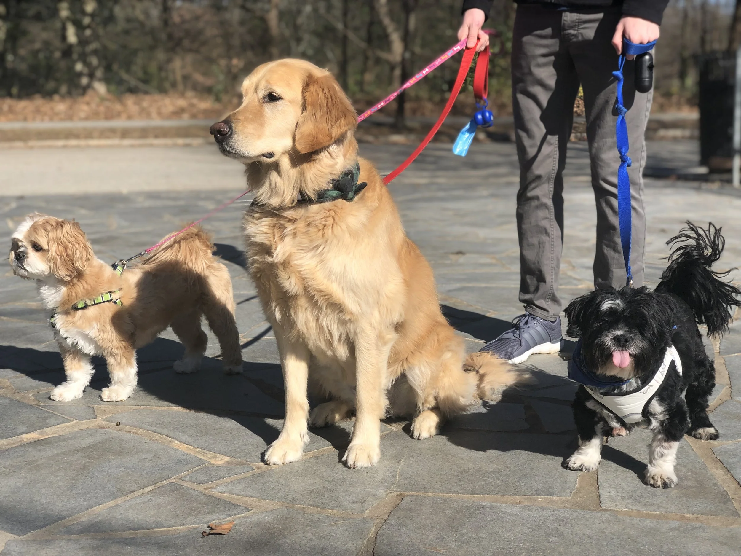Atlanta pack walk and train, group dog training, dog socialization events
