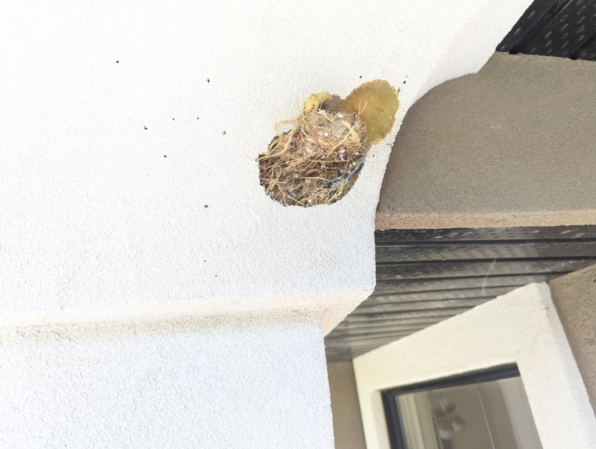 Woodpecker hole damage in EIFS stucco wall