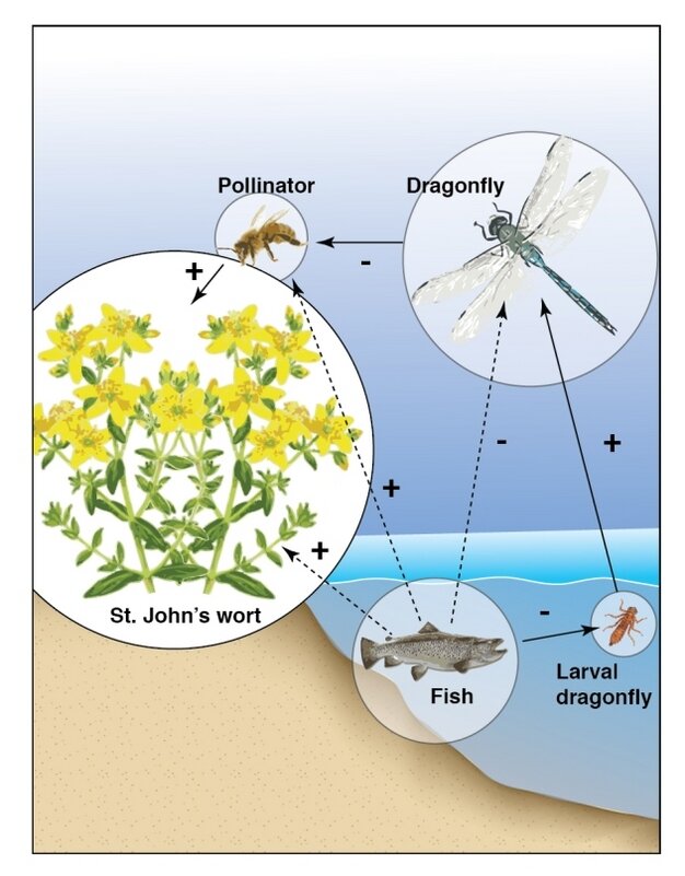 Figure 2. A more complex food chain, showing indirect effects of trophic interactions (Hui 2012).