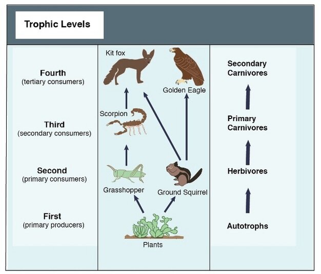 Figure 1. A simple food chain (Hui 2012).