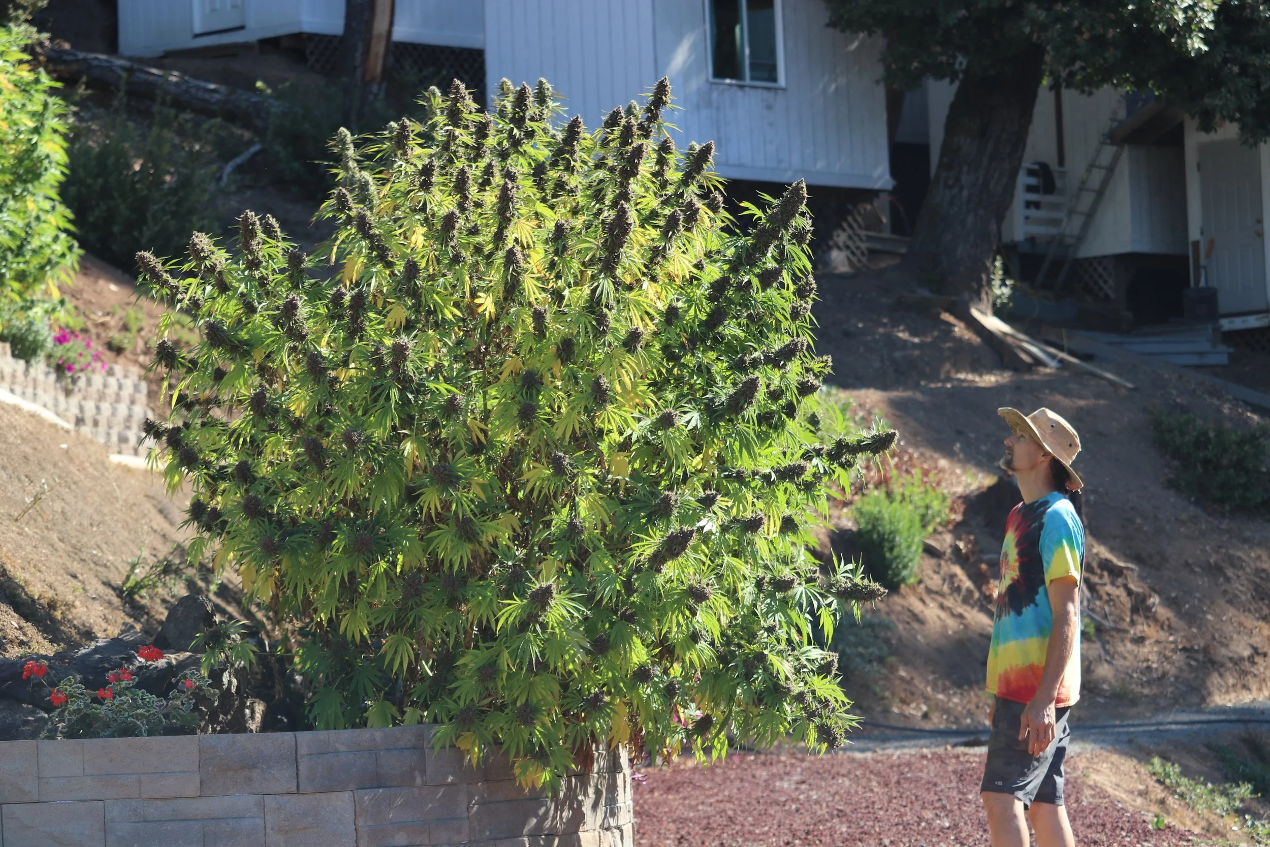 Josh Chestnut with towering cannabis plants at Lost Paradise Organics farm in Whitethorn, Mendocino County