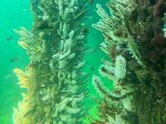海中水族館見学