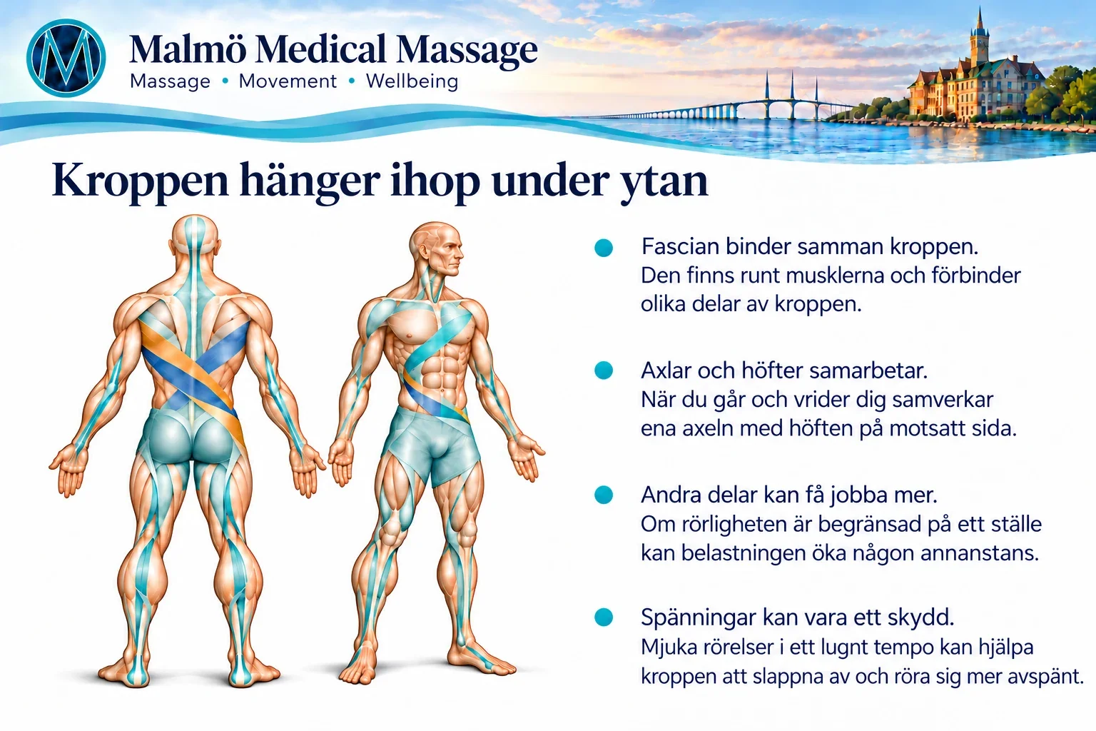 Fascia och rörelse – manlig kropp med tretton punkter om kroppens sammanhängande vävnader.