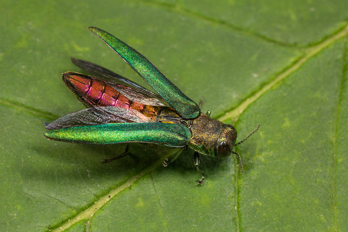 EAB Adult