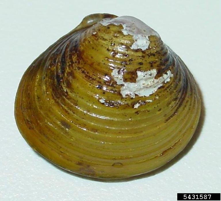 Shells - USGS