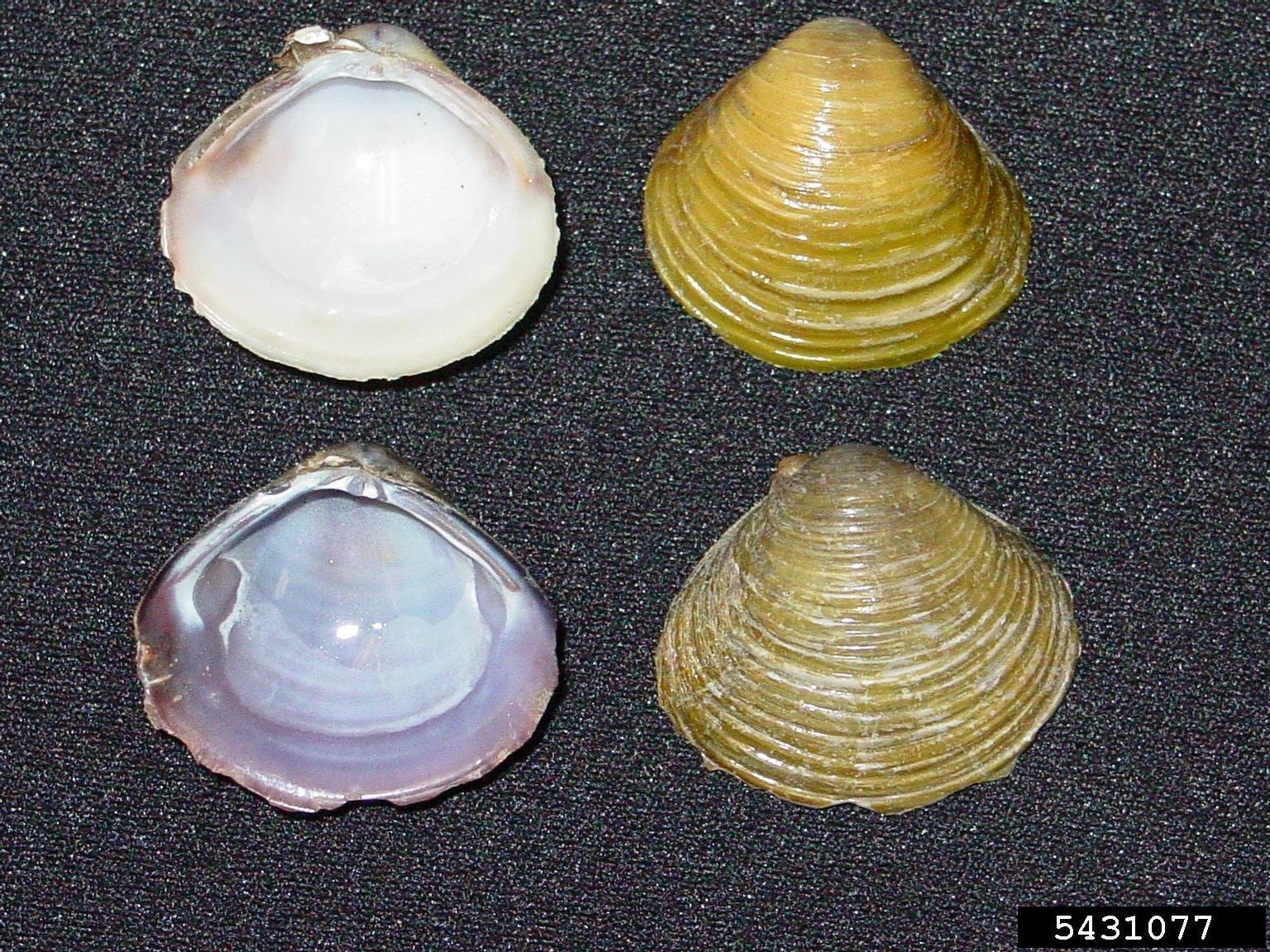 Shell variability - Fabio Moretzsohn