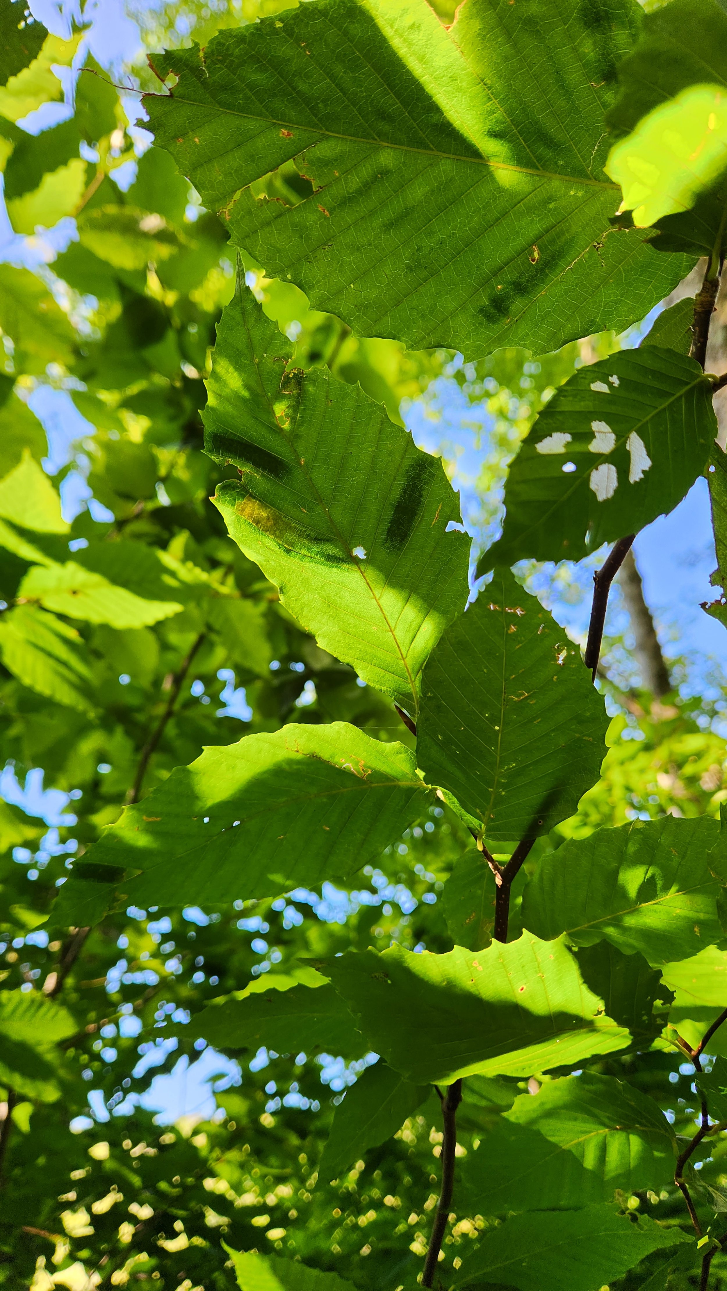 Beech leaf disease in the canopy - Sarah Coney