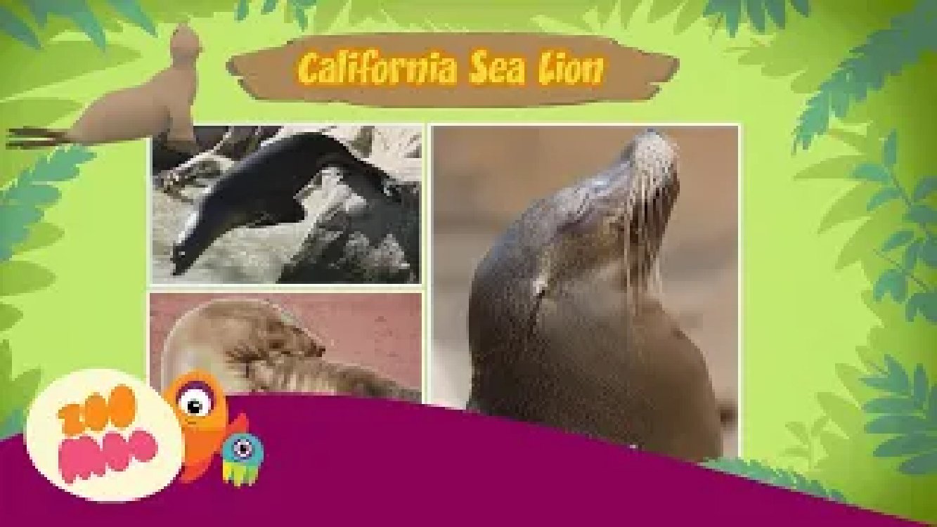 Leo the Wildlife Ranger | California Sea Lion