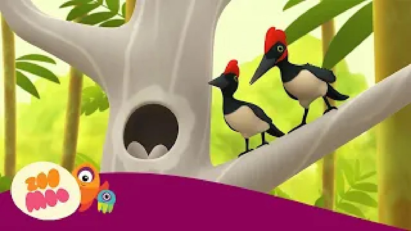 White Bellied Woodpecker | Leo the Wildlife Ranger | Cartoon for Kids