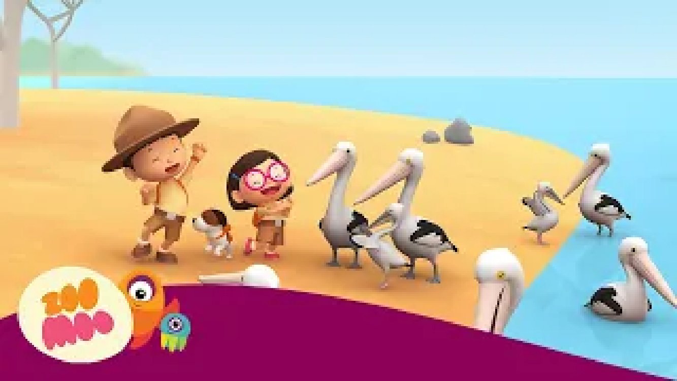 Australian Pelican | Leo the Wildlife Ranger | Cartoon for Kids