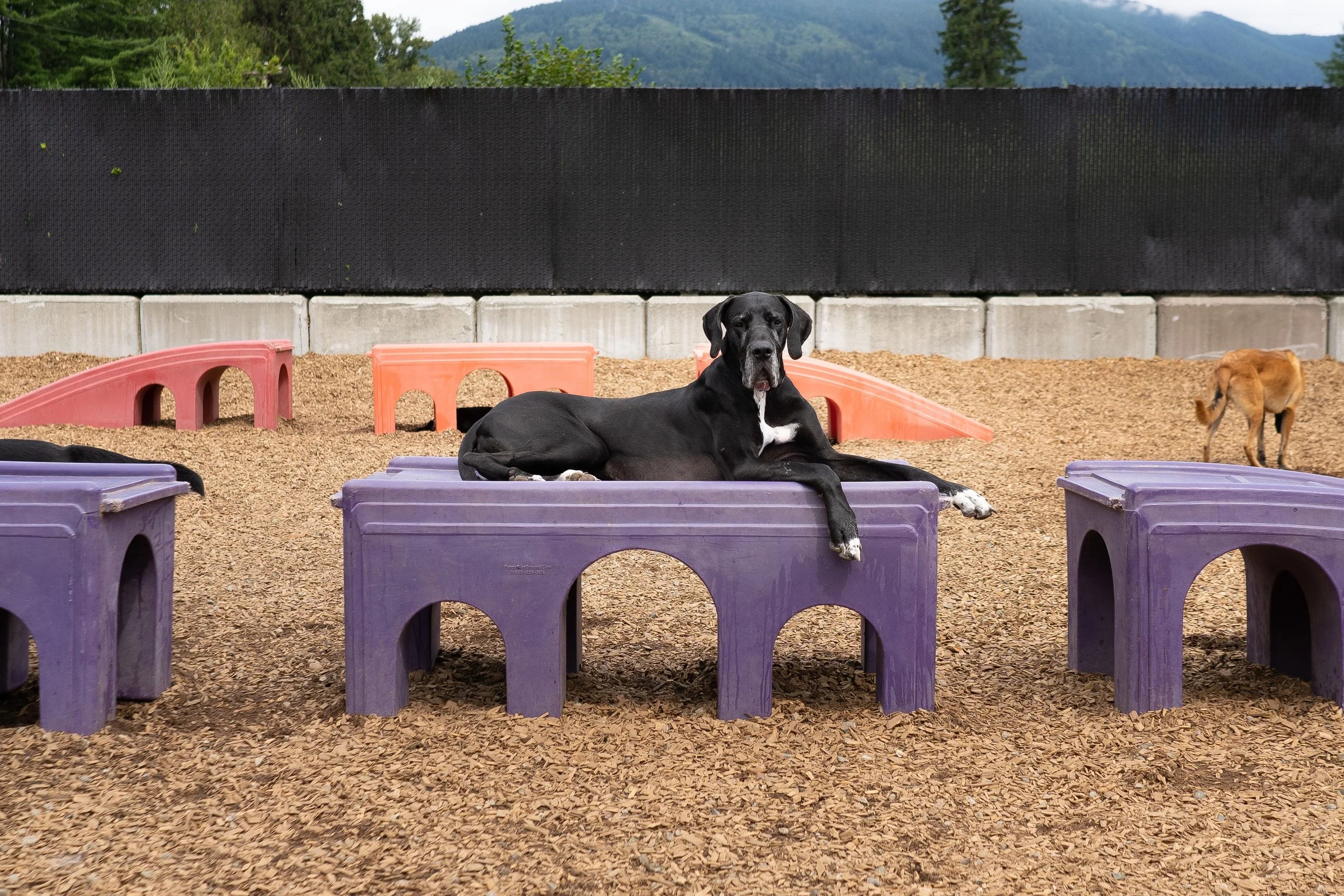 Dog at The Dog Patch
