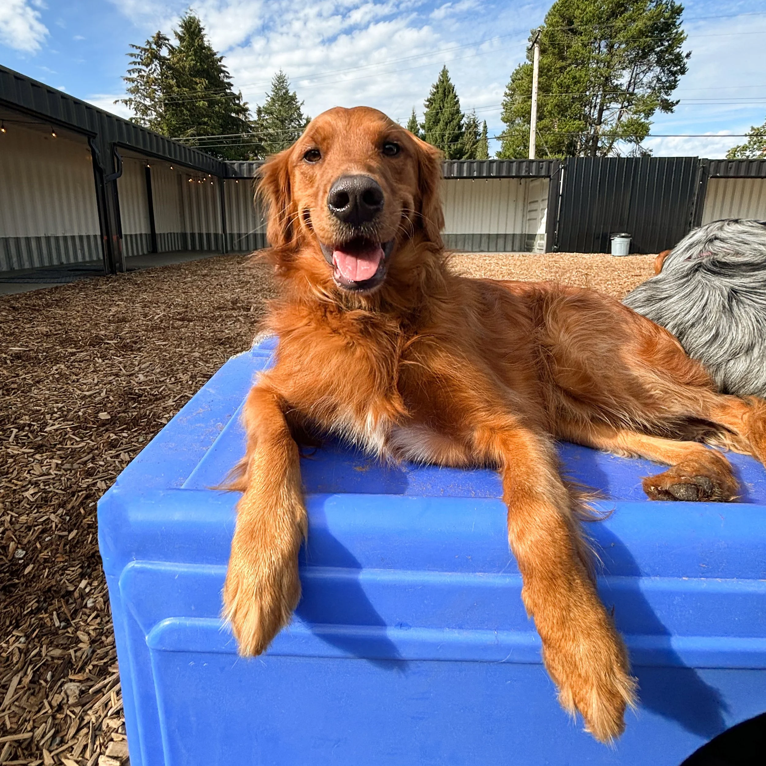 Happy dog at The Dog Patch