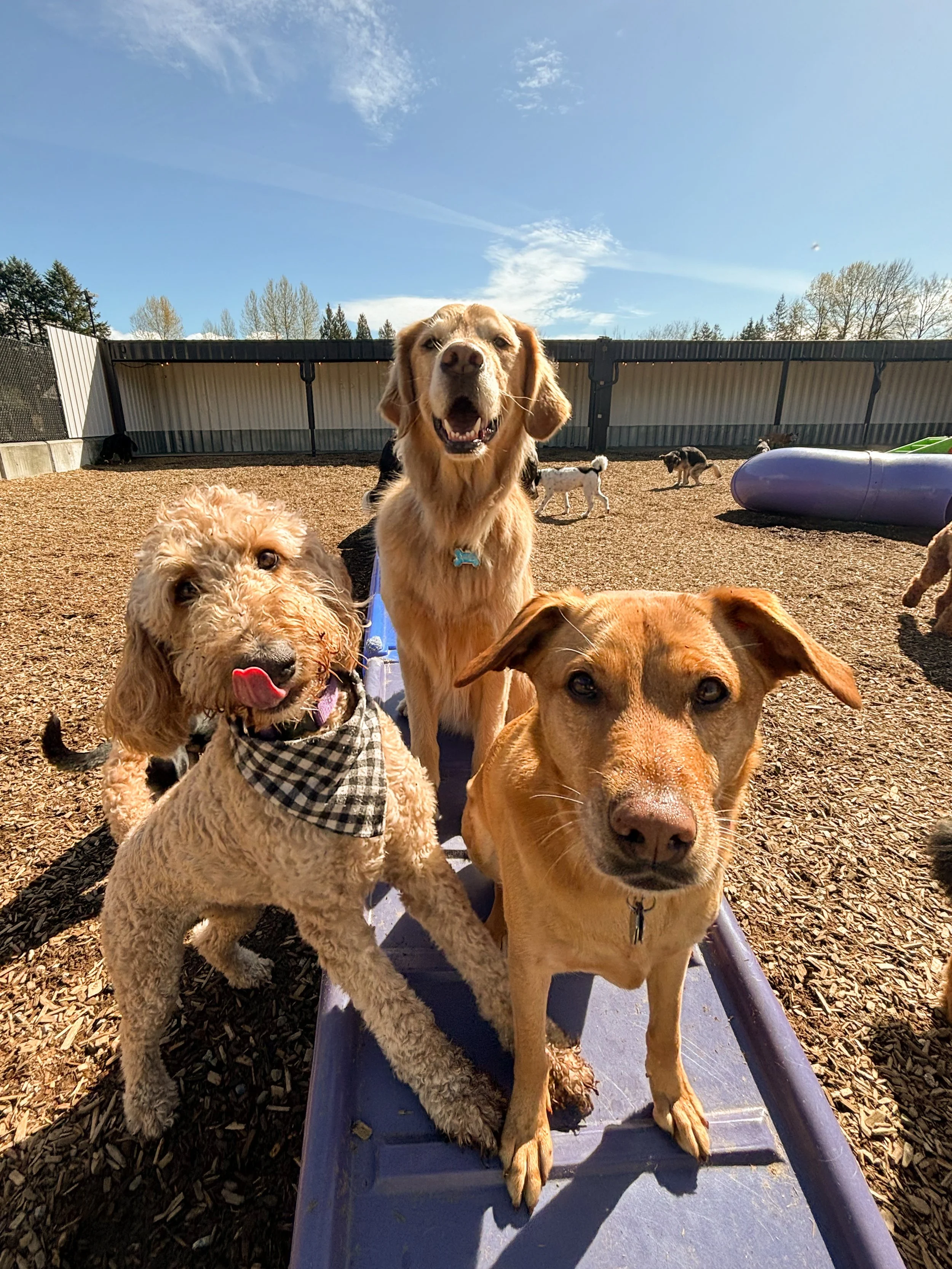 Dogs at The Dog Patch