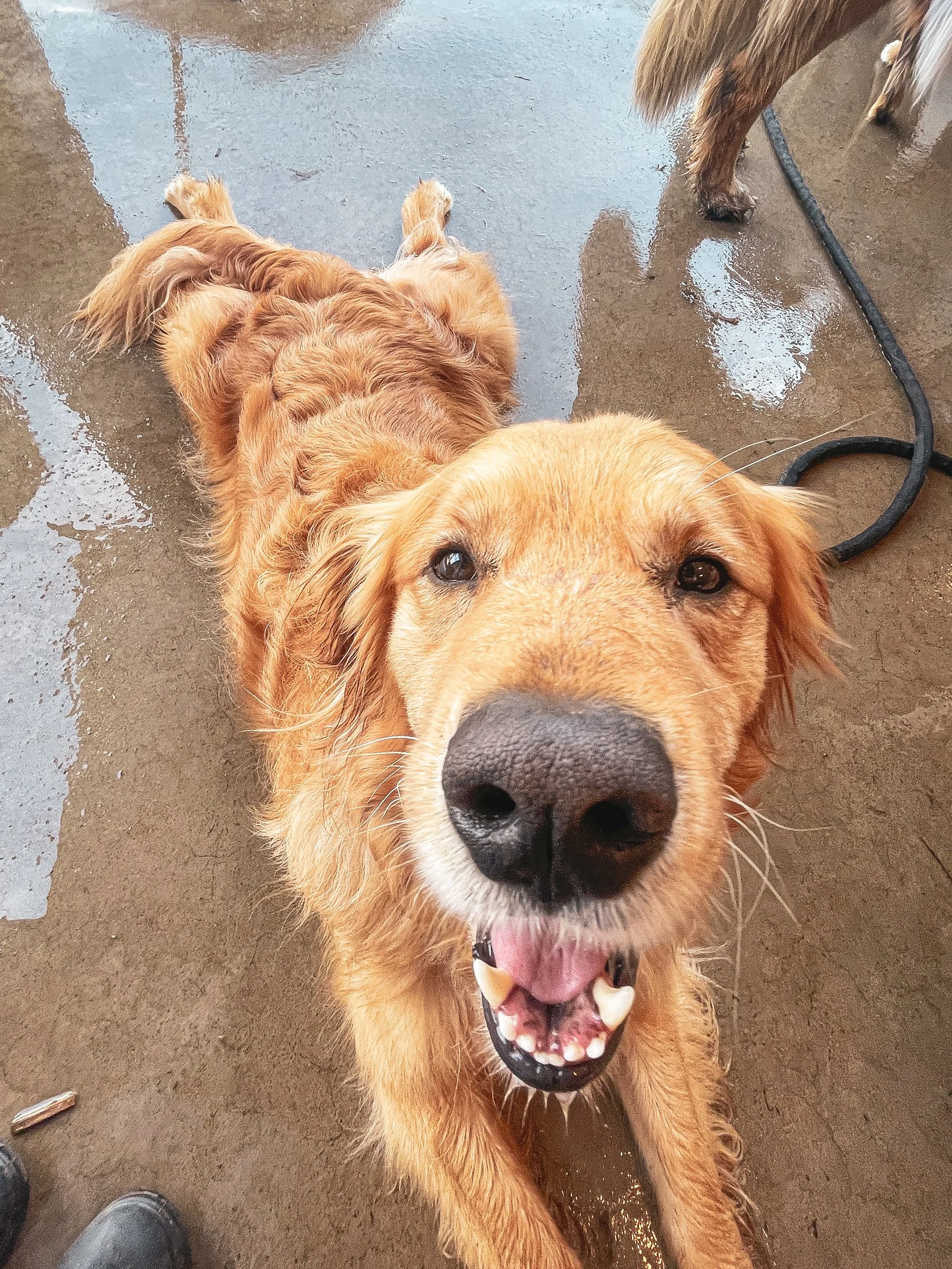 A happy dog at The Dog Patch