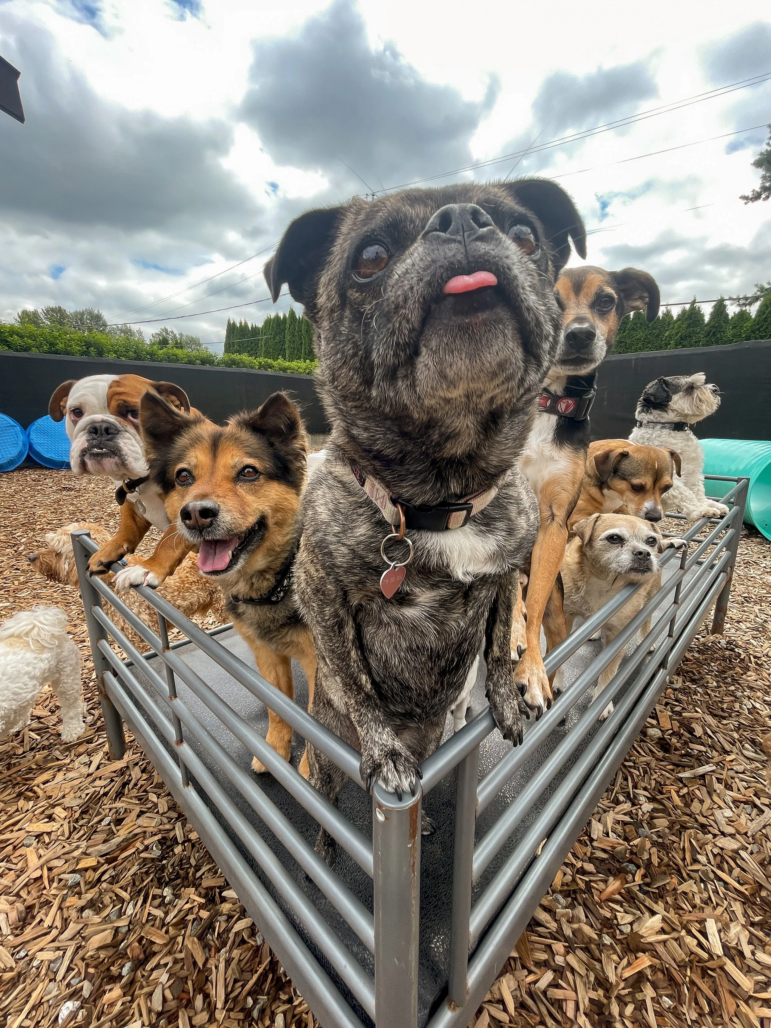 The Dog Patch team