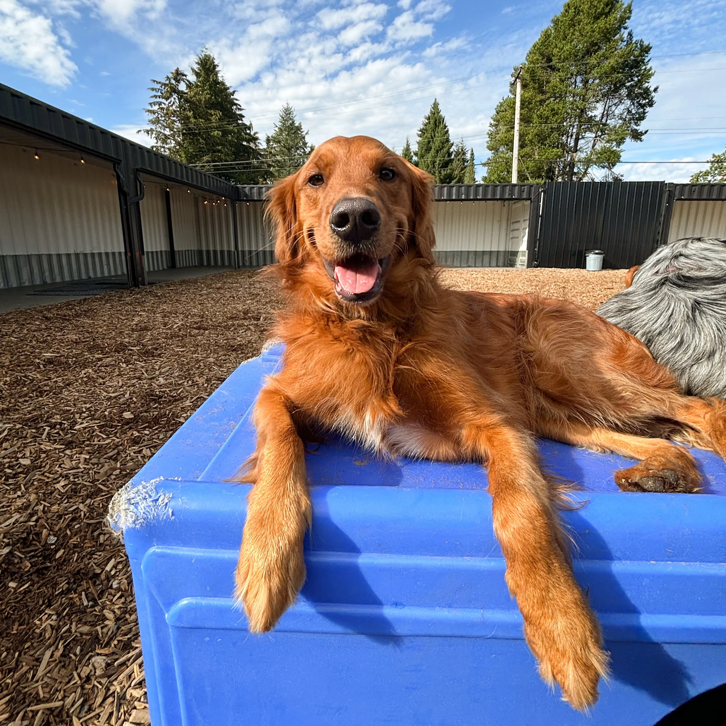 Happy dog at The Dog Patch