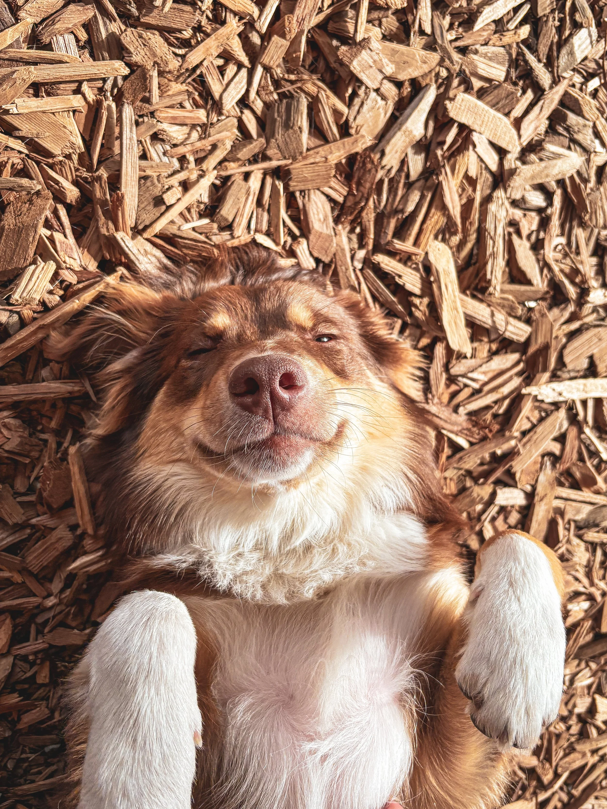 A happy dog at The Dog Patch