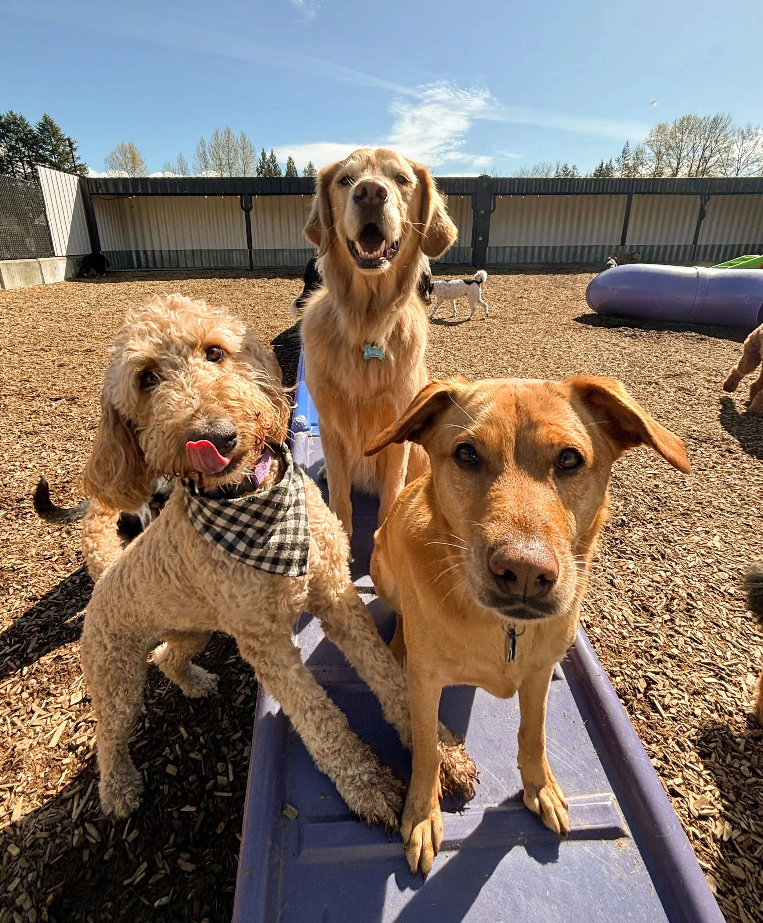 Dogs at The Dog Patch