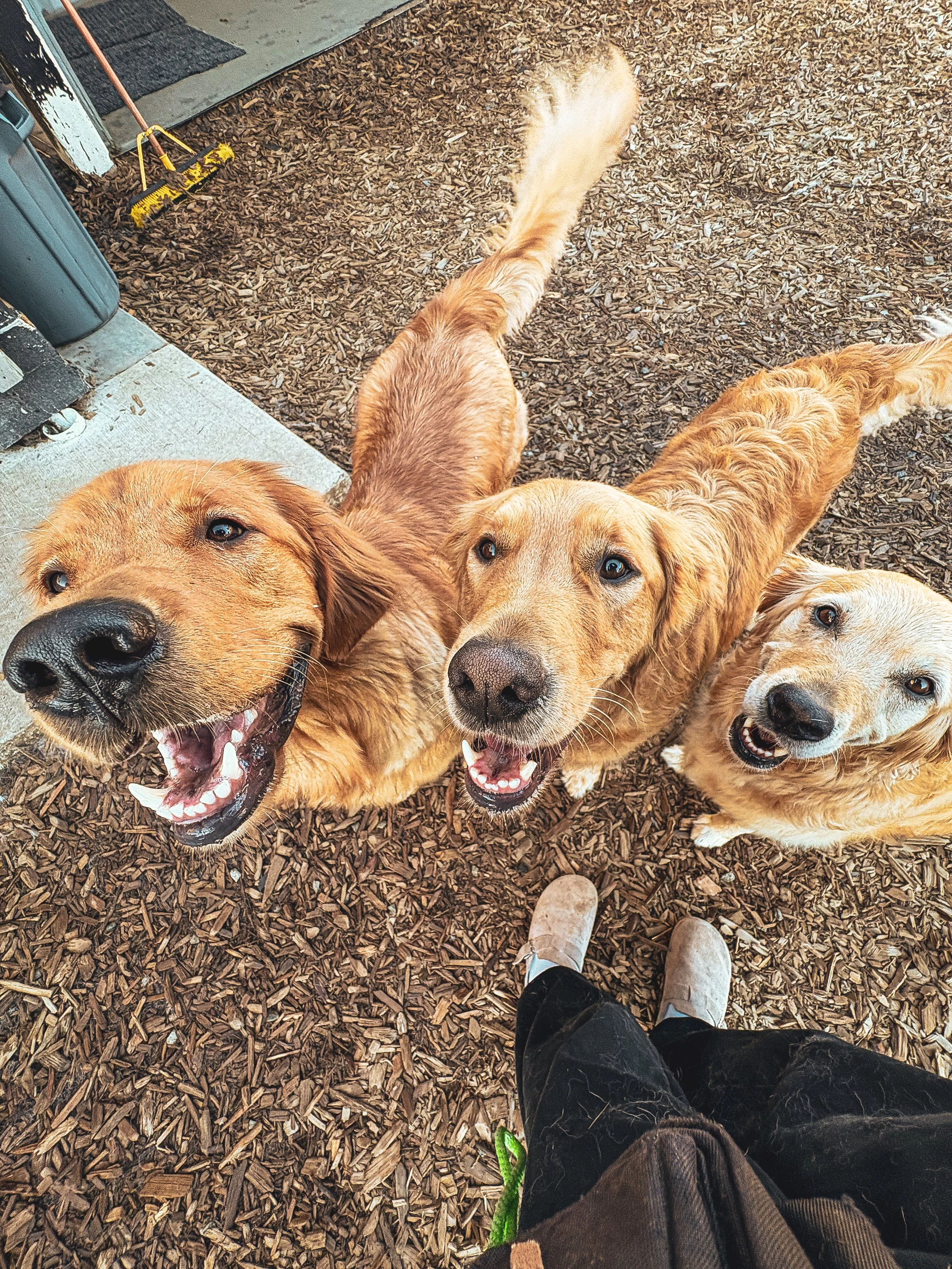 The Dog Patch family