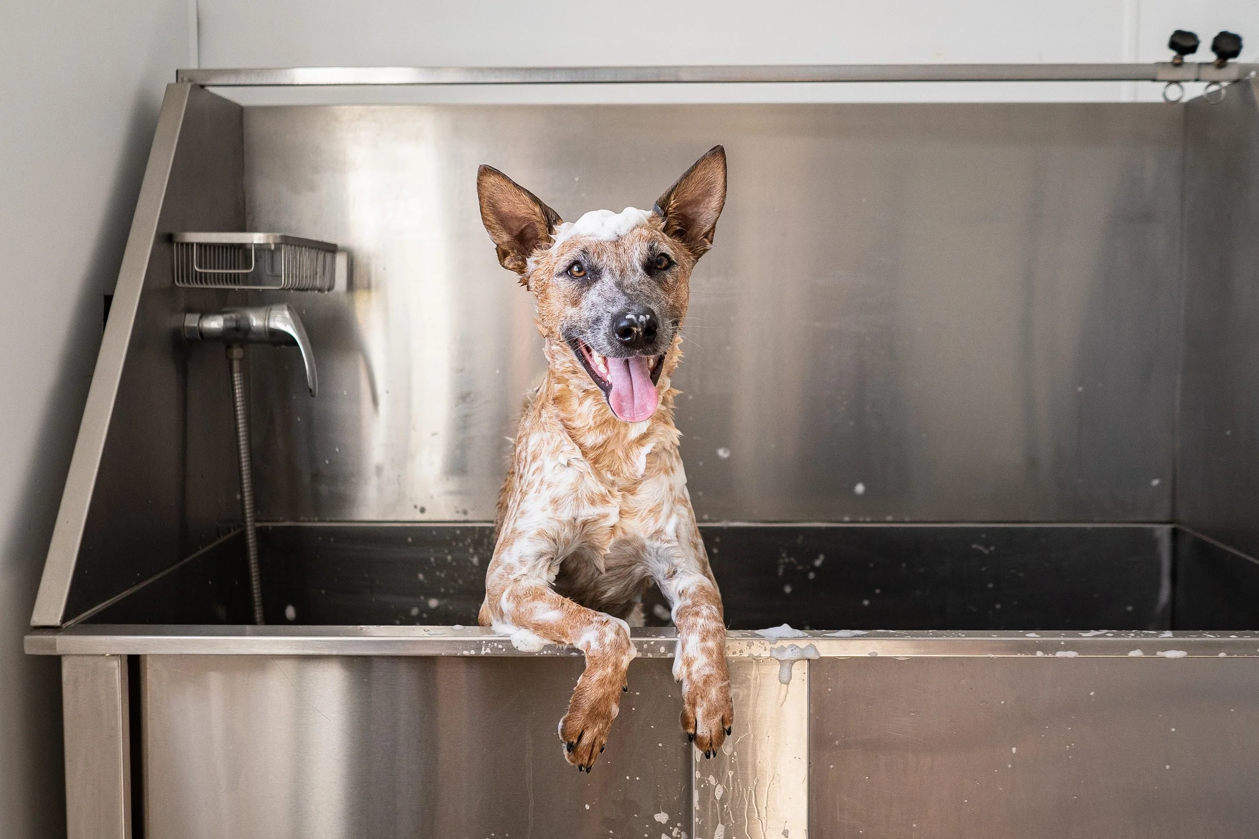 A freshly groomed dog at The Dog Patch