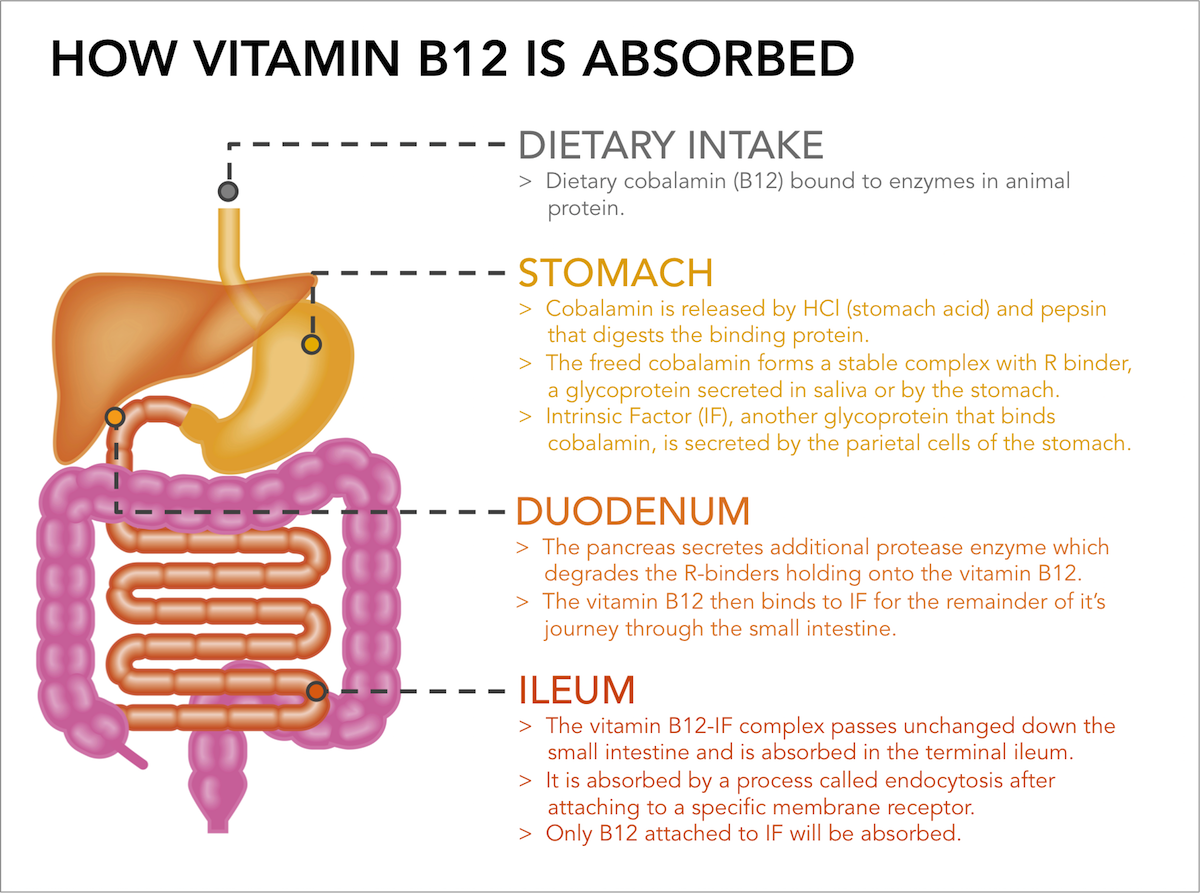 Como saber si me falta vitamina b12