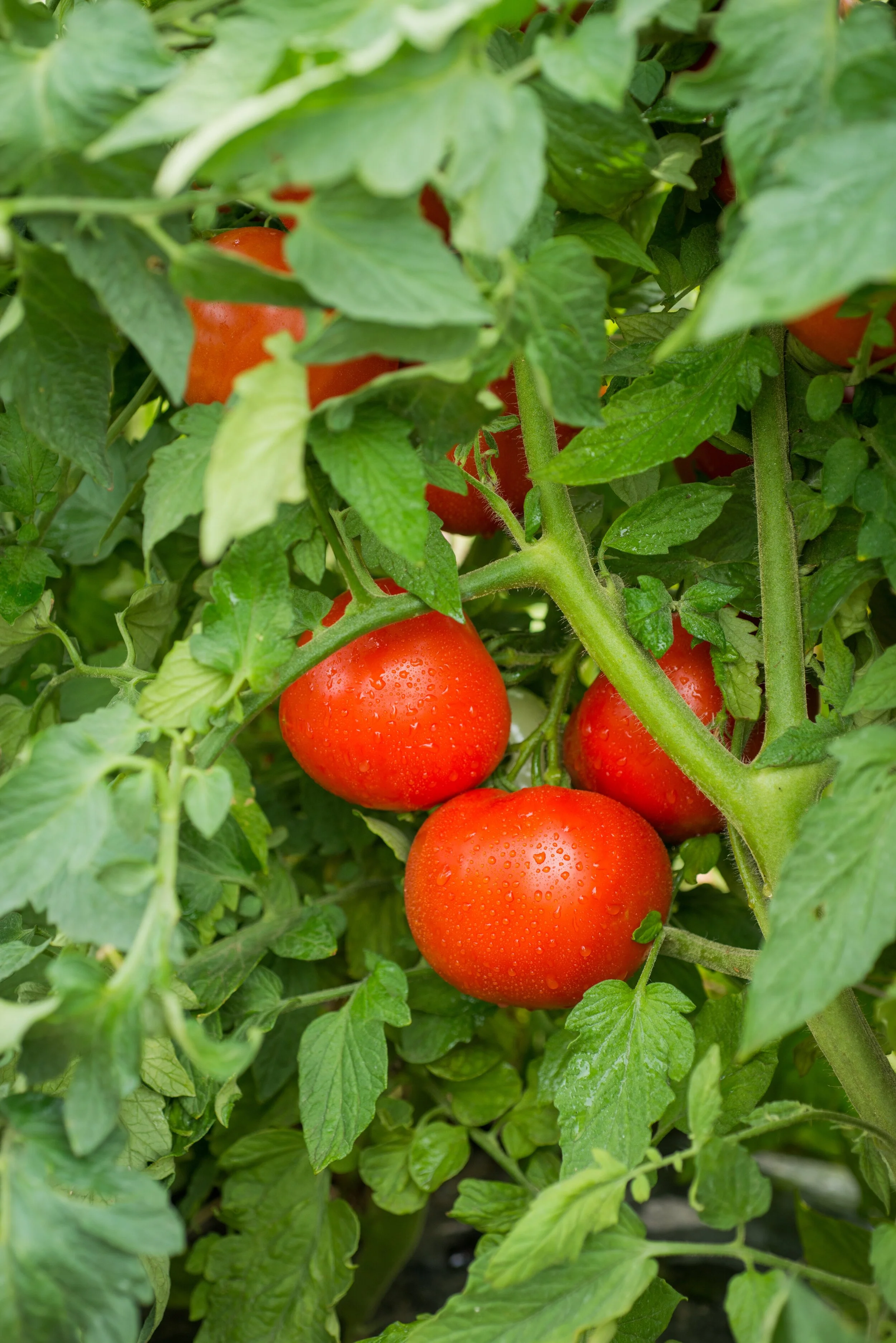 Publix — Tasti-Lee Tomatoes | A Vine Ripened Tomato