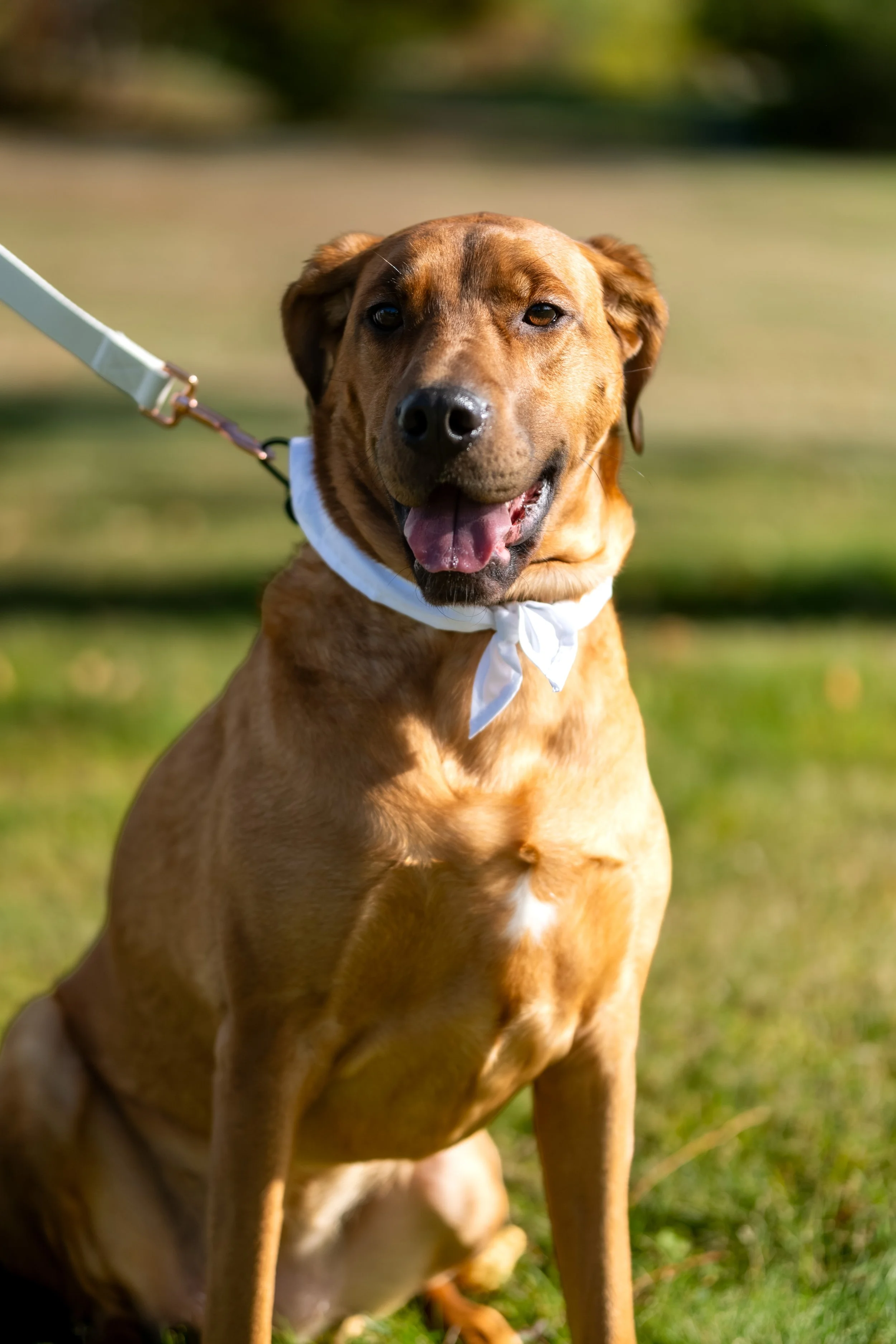 Penny the dog sitting for a portrait in a white wedding bandana on the lawn at the Maine Wedding Barn and Event Center in Minot Maine fall wedding photography VMG Productions
