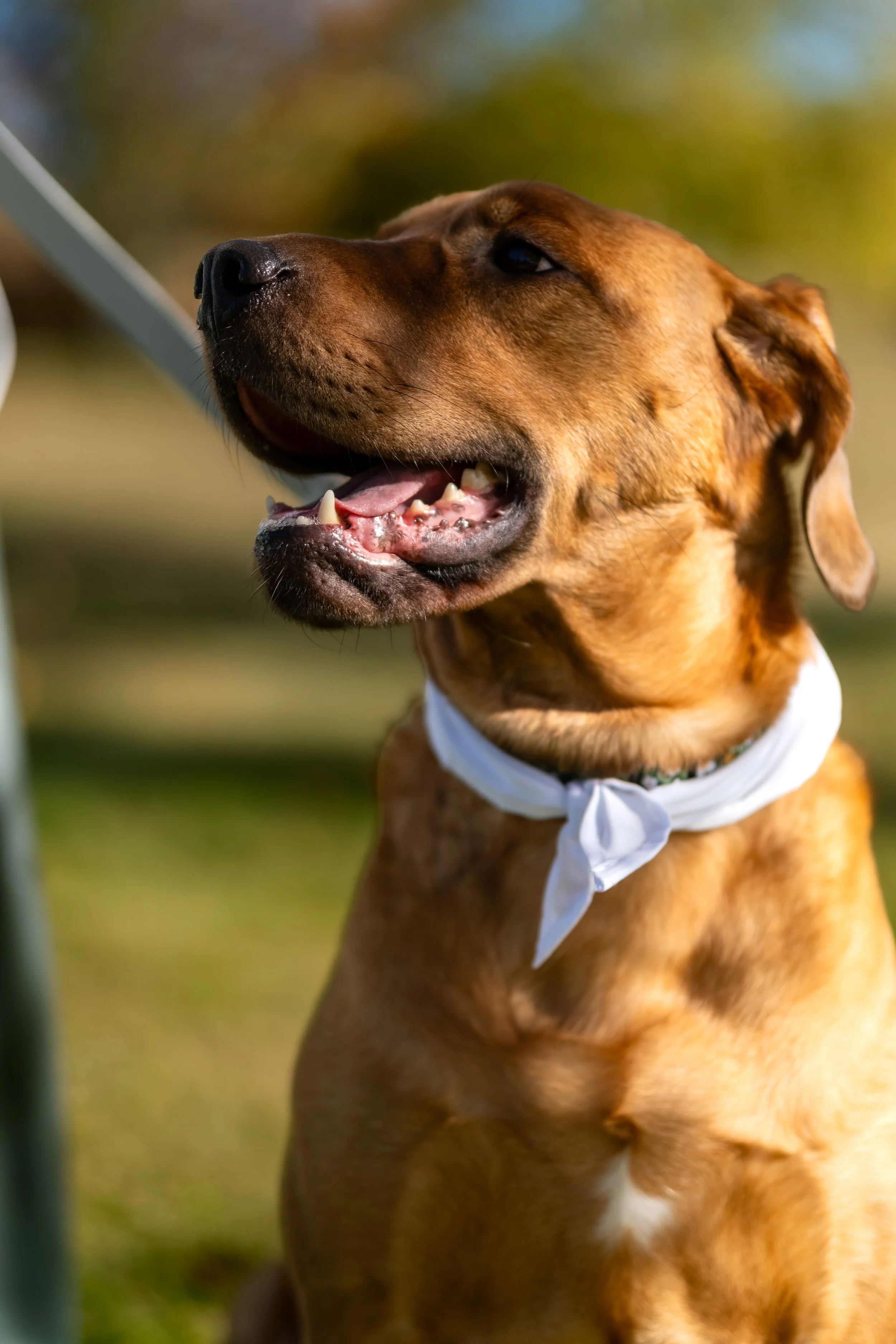 Penny looking off to the side with her tongue out in her wedding bandana at the Maine Wedding Barn and Event Center in Minot Maine fall wedding photography VMG Productions