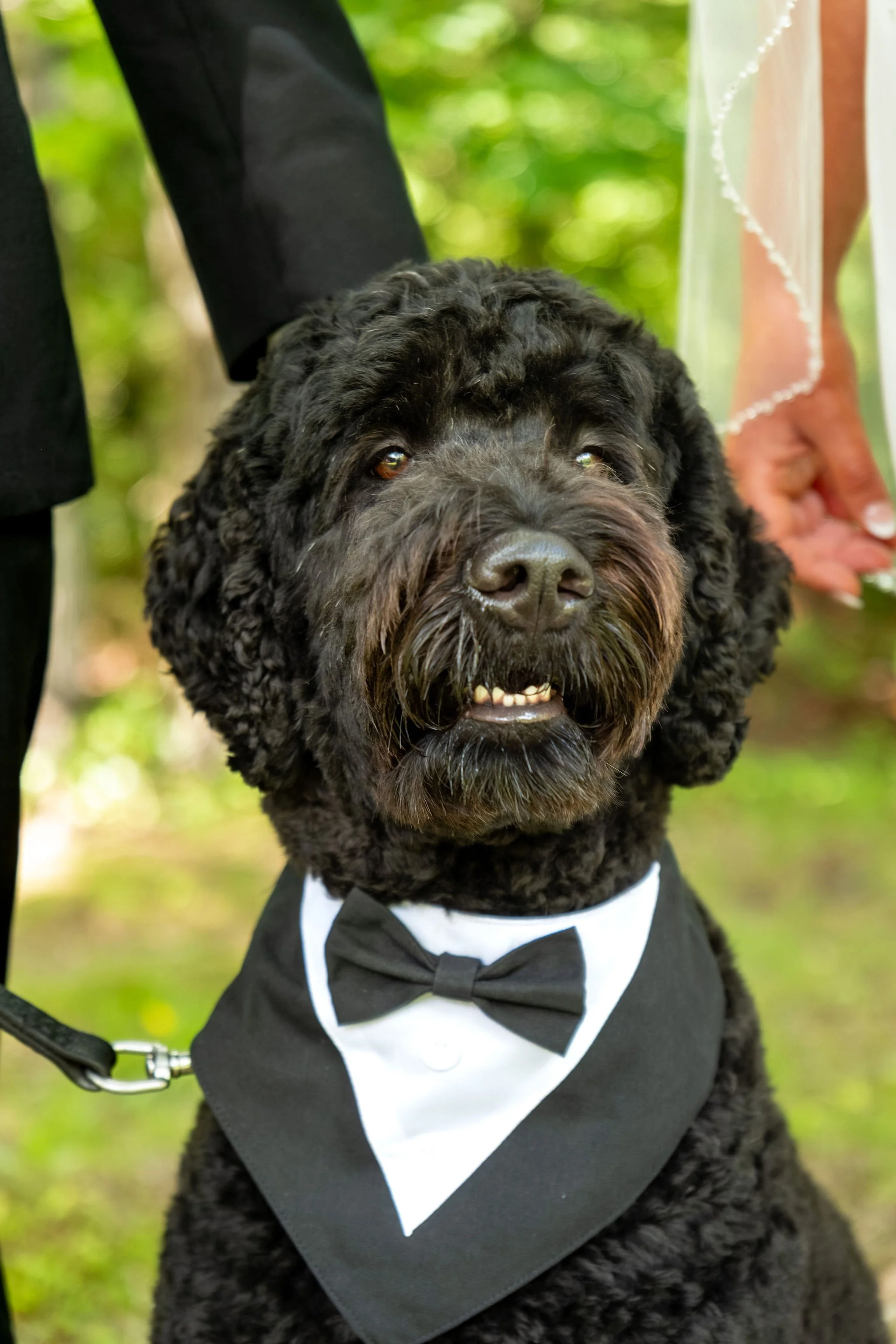 Alyssa and Colby their dog Ryder the black doodle ring bearer wearing a tuxedo bandana at Sunday River Covered Bridge Newry Maine summer wedding photography VMG Productions
