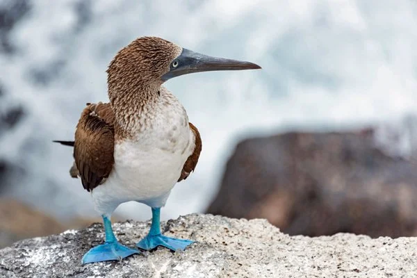 Galapagos Tours and Travel