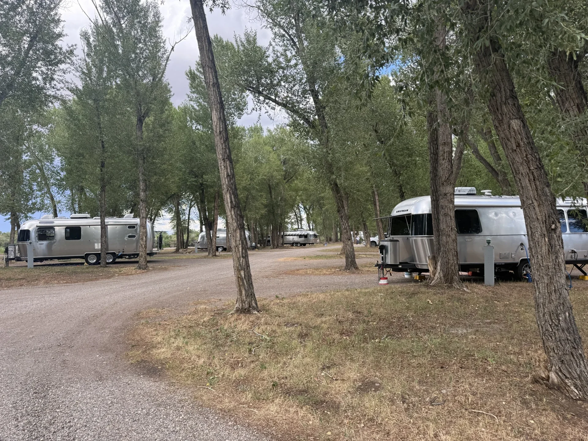 Airstream trailers set among tall shade trees with open ground and a wide campground lane.