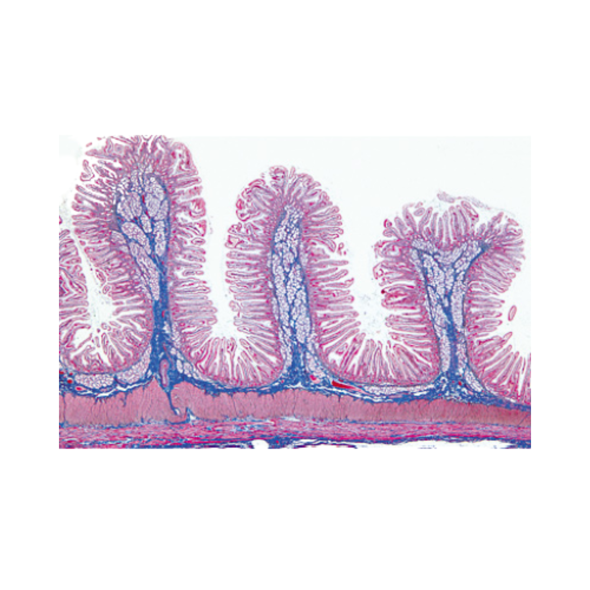 Mammalian Tissue Culture