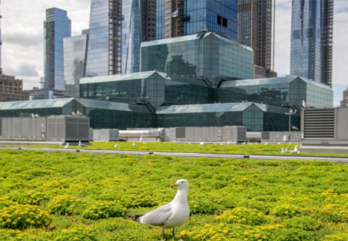  A seagull on a green roof in front of skyscrapers, showcasing the New York City Bird Alliance