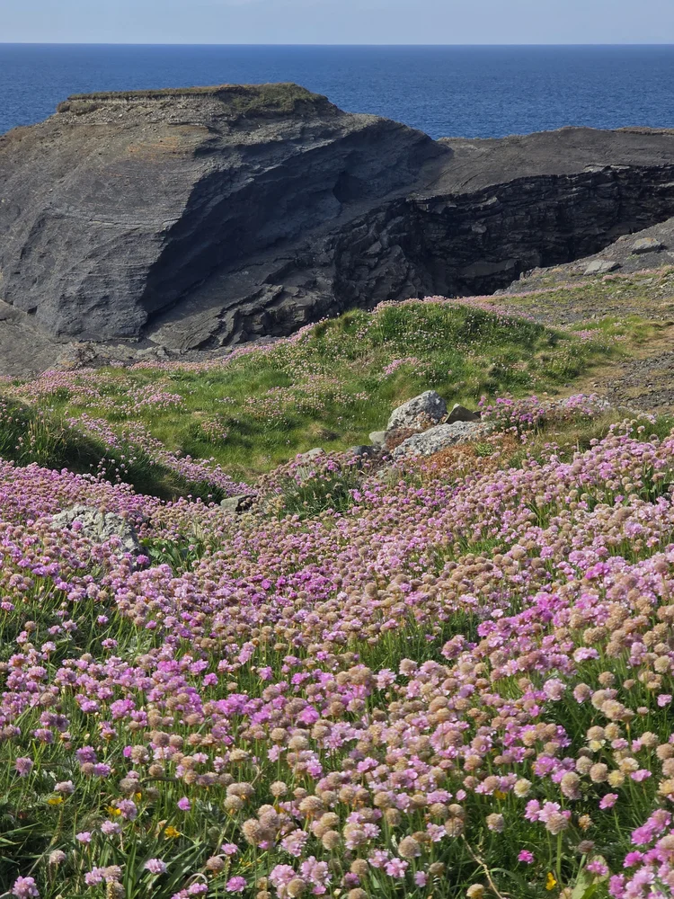 Pink sea thrift on cliff coastline
