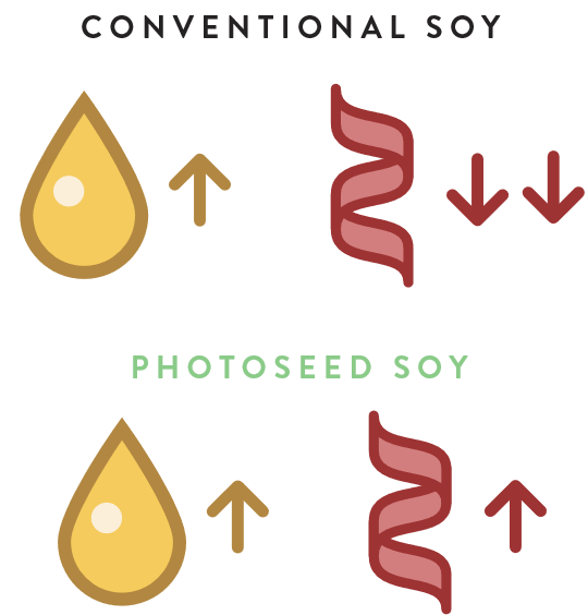 传统的大豆VS PhotoSEed大豆 - 大豆PhotoSeed解耦逆油，蛋白质的关系