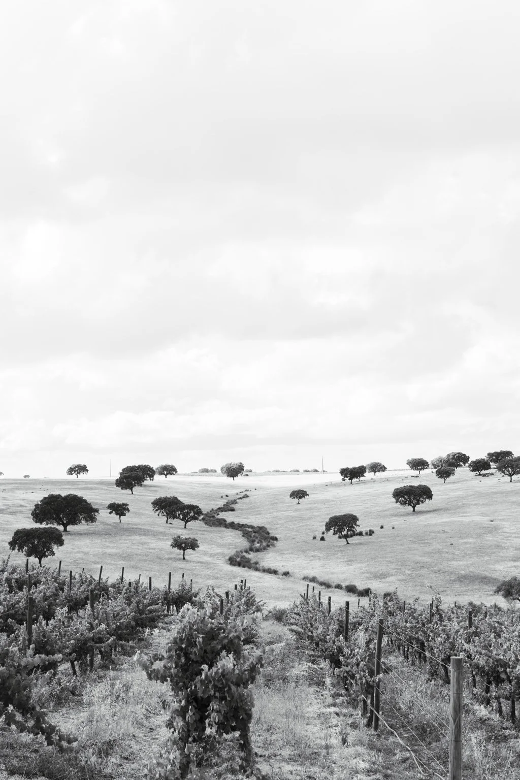 Black and white view across vineyards and the open Alentejo landscape.