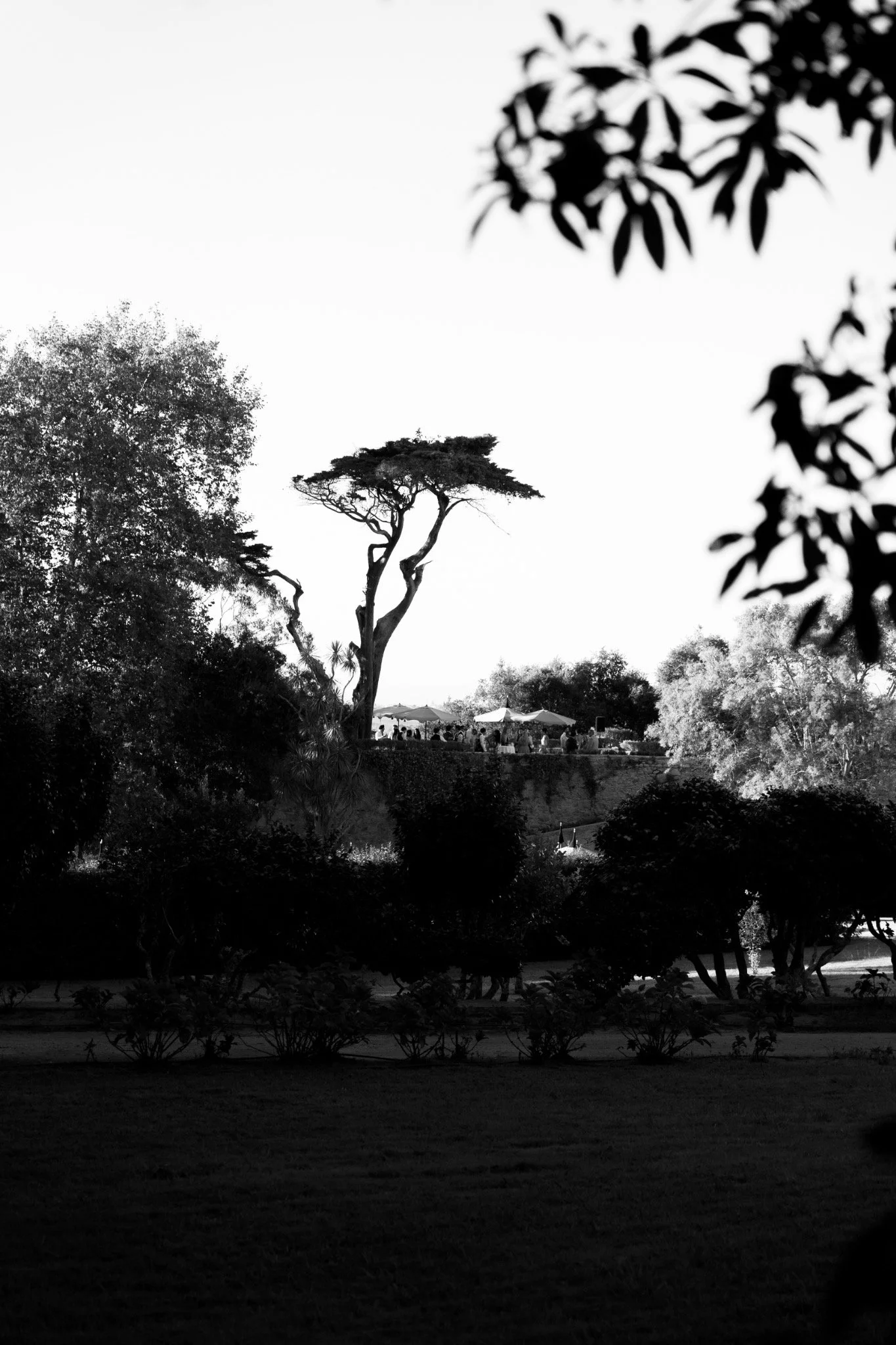 Garden silhouettes at Palácio de Seteais in black and white