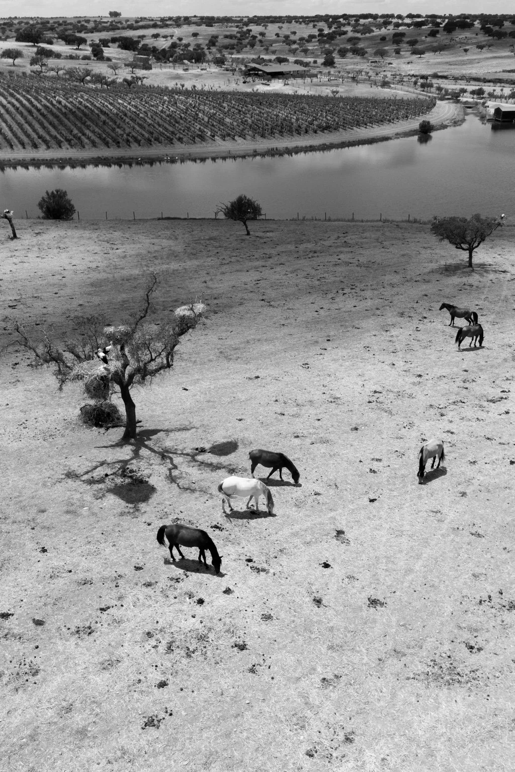 Black and white aerial view of horses grazing beside water and vineyards.