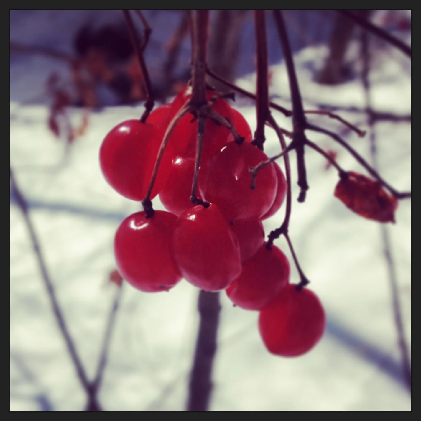 dangle-berries.jpg
