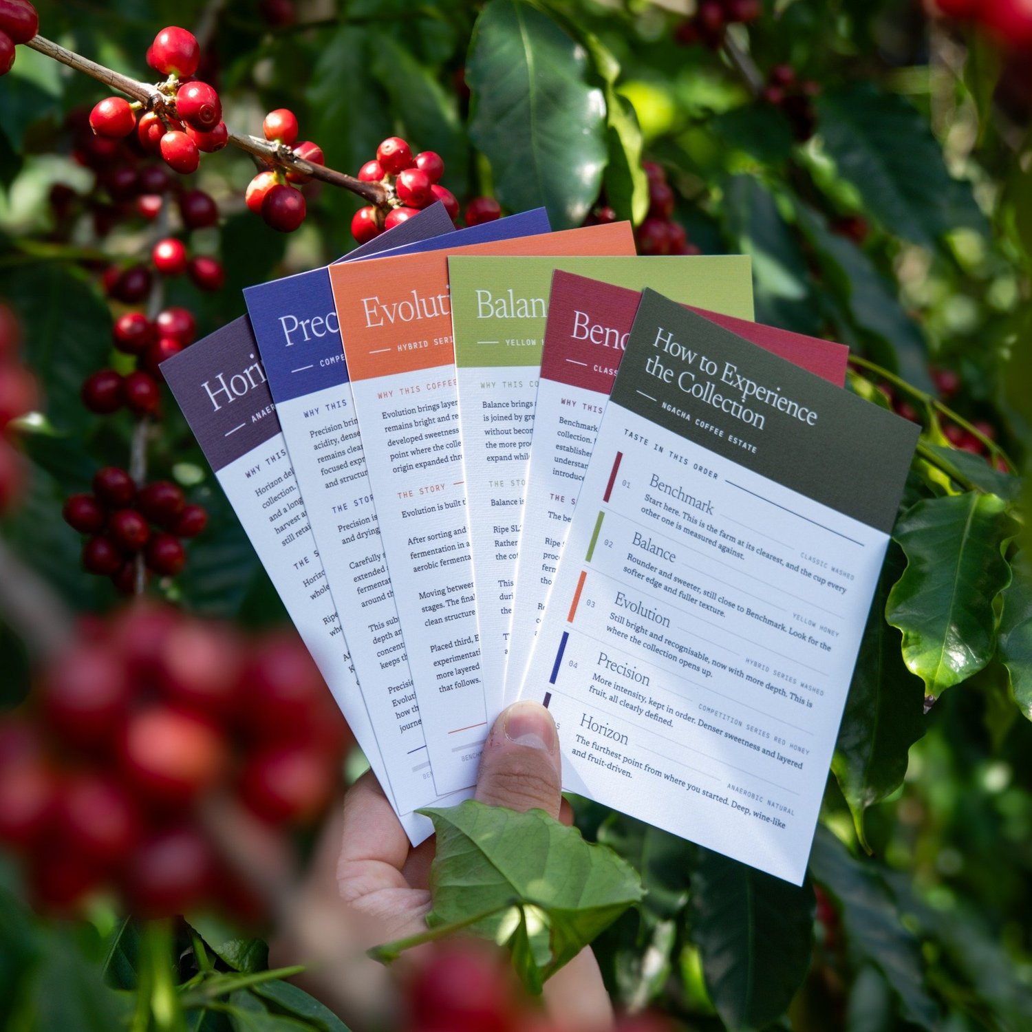 Tasting cards for Blackboard’s five Kenya Sensory Collection coffees