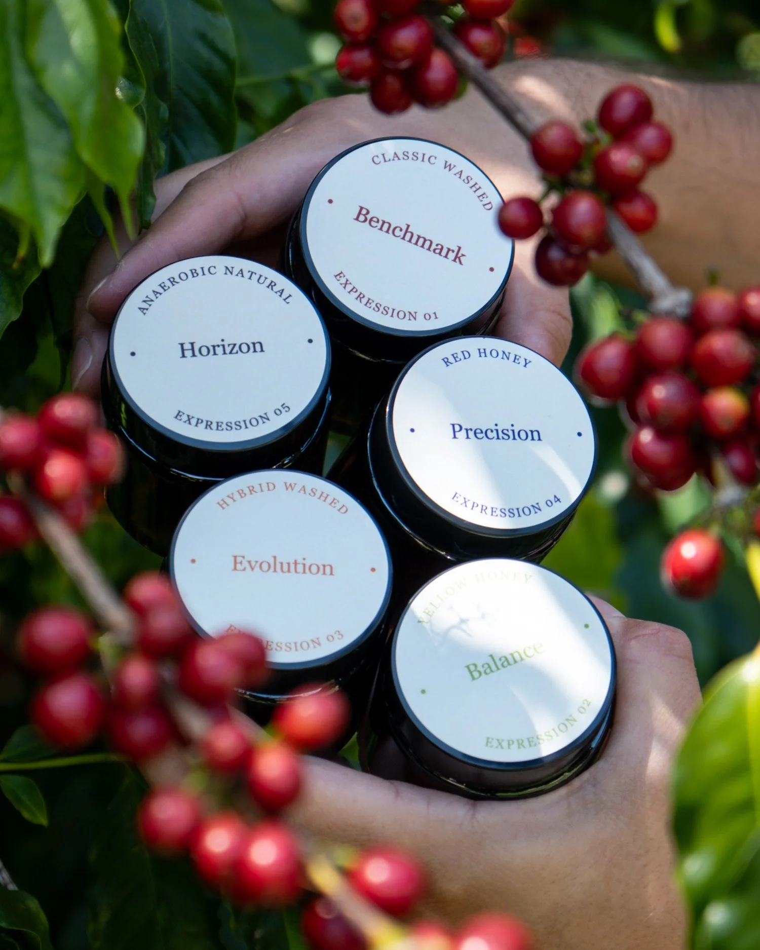 Benchmark, Balance, Evolution, Precision and Horizon coffee jars among coffee cherries