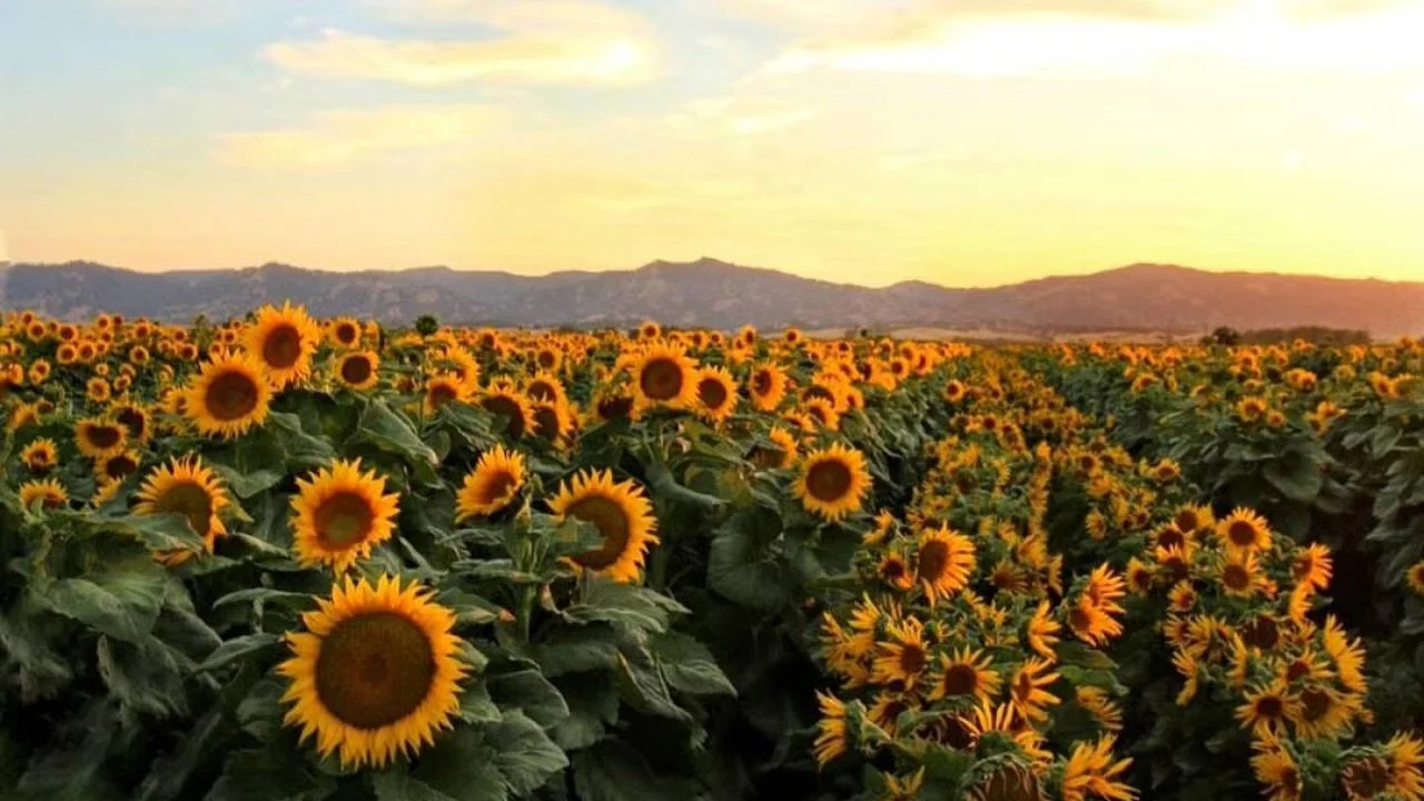 Sunflower fields in Yolo County