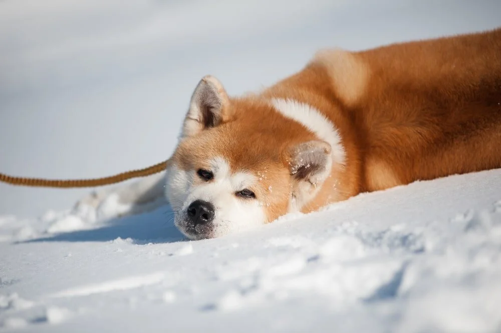 Meet Akita Dog