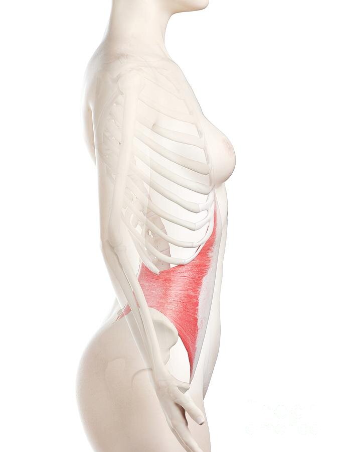 Musculi abdominis