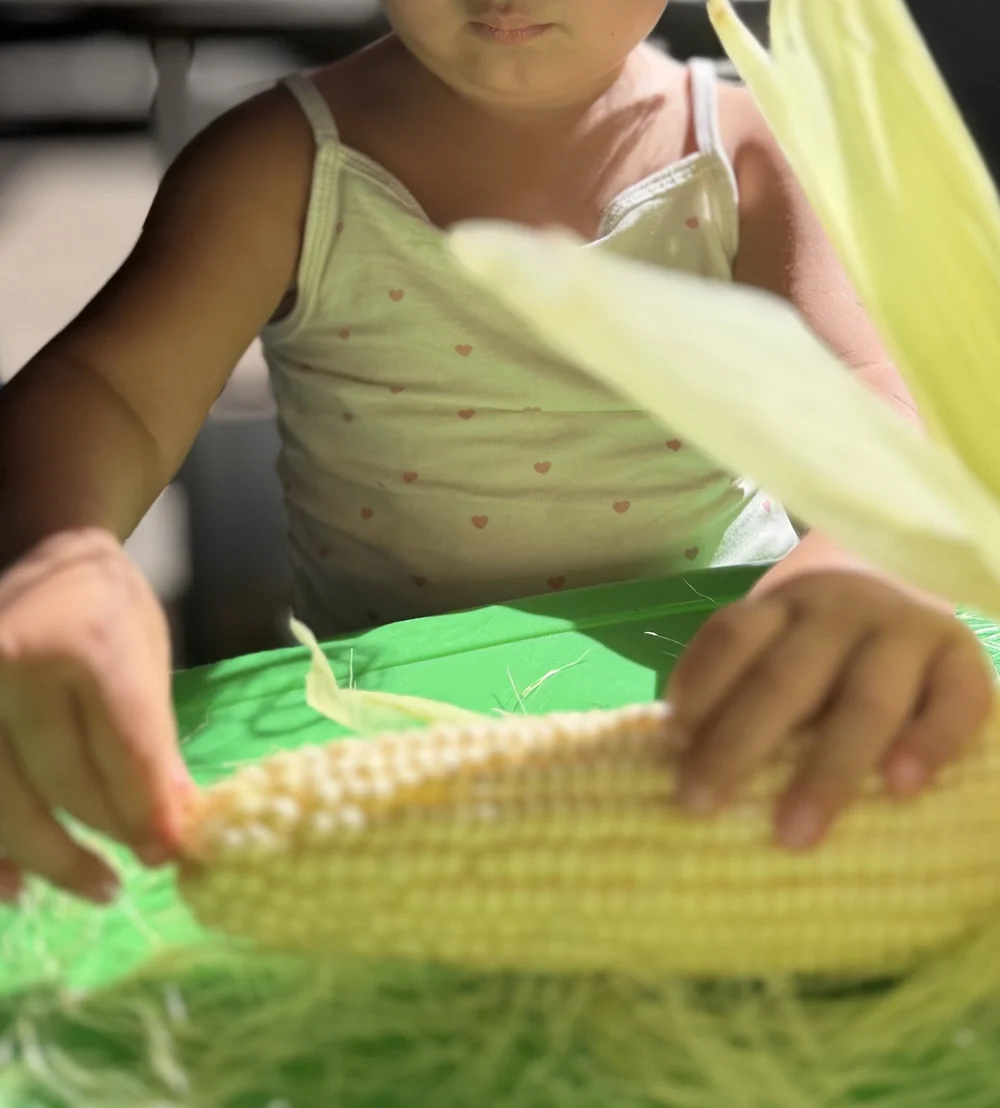 A child exploring and peeling the husk from a fresh ear of corn