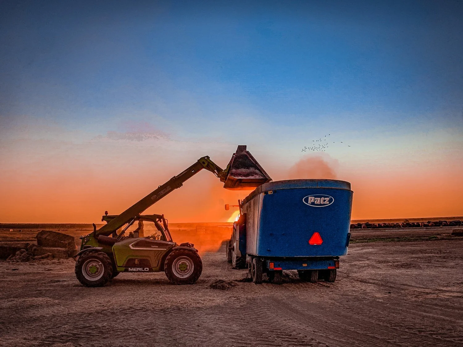 Telehandler loading a Patz vertical feed mixer at dawn on a Queensland feedlot